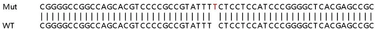 Sanger Sequencing - Human SLC30A5 knockout HEK-293T cell line (AB266840)
