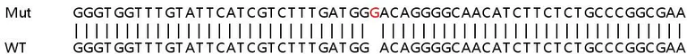Sanger Sequencing - Human SLC30A7 (ZnT-7) knockout HeLa cell line (AB265733)