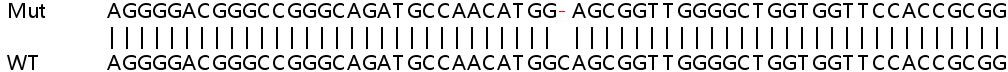 Sanger Sequencing - Human SLC35A2 knockout HeLa cell lysate (AB263353), expandable thumbnail