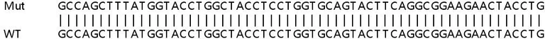 Sanger Sequencing - Human SLC35B2 knockout HeLa cell lysate (AB258679)