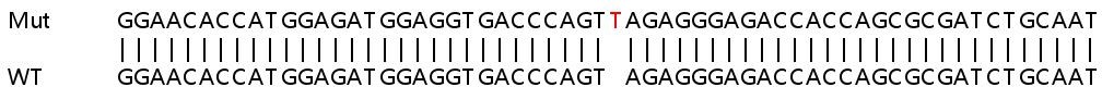 Sanger Sequencing - Human SLC35C1 knockout HeLa cell line (AB265537)