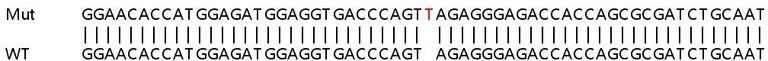 Sanger Sequencing - Human SLC35C1 knockout HeLa cell lysate (AB263356)
