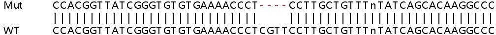 Human SLC35E2B knockout HeLa cell line