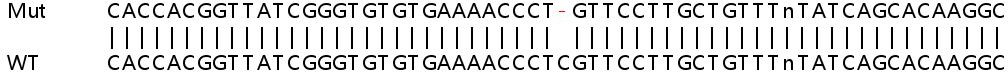 Sanger Sequencing - Human SLC35E2B knockout HeLa cell line (AB265740)