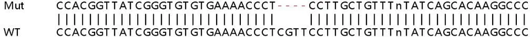 Sanger Sequencing - Human SLC35E2B knockout HeLa cell lysate (AB259129)