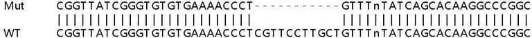 Sanger Sequencing - Human SLC35E2B knockout HeLa cell lysate (AB259129)
