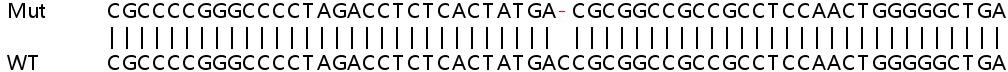 Sanger Sequencing - Human SLC38A10 knockout HEK-293T cell line (AB266269), expandable thumbnail