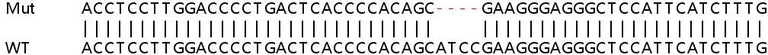 Sanger Sequencing - Human SLC38A5 (SNAT5) knockout HeLa cell lysate (AB258195)