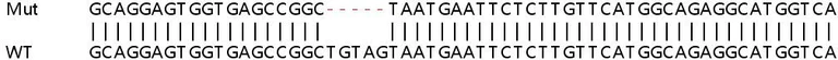 Sanger Sequencing - Human SLC38A9 knockout HeLa cell line (AB265823)