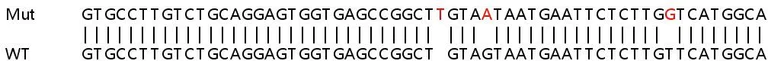 Sanger Sequencing - Human SLC38A9 knockout HeLa cell line (AB265823)