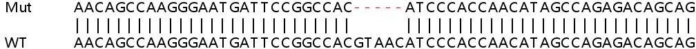 Human SLC39A9 (ZIP-9) knockout HeLa cell lysate
