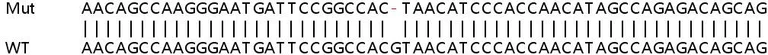 Sanger Sequencing - Human SLC39A9 (ZIP-9) knockout HeLa cell lysate (AB259133)