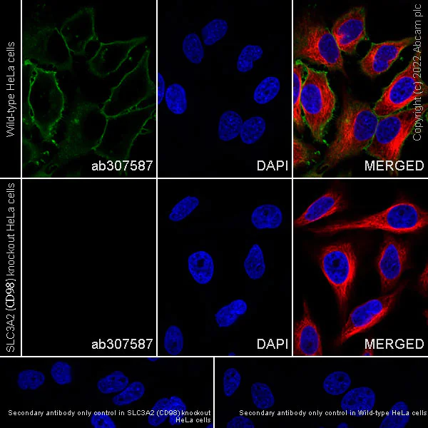 Immunocytochemistry/ Immunofluorescence - Human SLC3A2 (CD98) knockout HeLa cell line (AB265708)