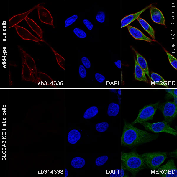 Immunocytochemistry/ Immunofluorescence - Human SLC3A2 (CD98) knockout HeLa cell line (AB265708)