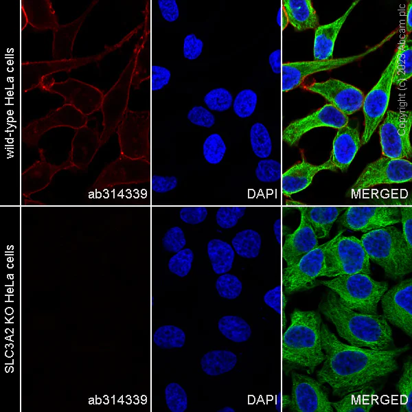 Immunocytochemistry/ Immunofluorescence - Human SLC3A2 (CD98) knockout HeLa cell line (AB265708)