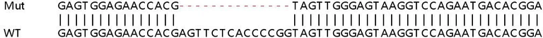 Sanger Sequencing - Human SLC3A2 (CD98) knockout HeLa cell line (AB265708)