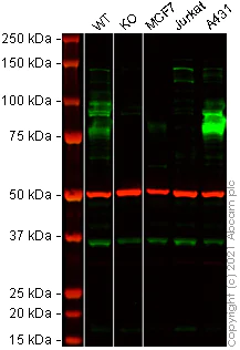 Western blot - Human SLC3A2 (CD98) knockout HeLa cell lysate (AB257680)