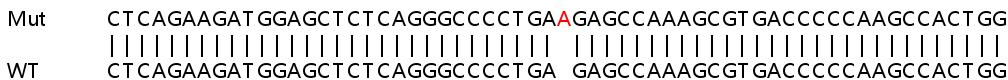 Sanger Sequencing - Human SLC41A3 knockout HEK-293T cell line (AB267256), expandable thumbnail