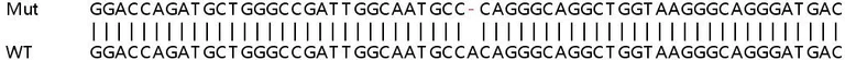 Sanger Sequencing - Human SLC43A3 knockout HeLa cell lysate (AB259135)