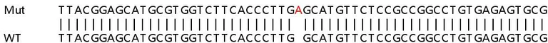 Sanger Sequencing - Human SLC50A1 (RAG1AP1) knockout HeLa cell line (AB265573)