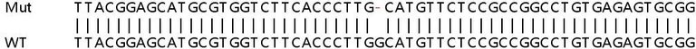 Sanger Sequencing - Human SLC50A1 (RAG1AP1) knockout HeLa cell line (AB265573)