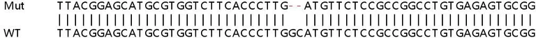Sanger Sequencing - Human SLC50A1 (RAG1AP1) knockout HeLa cell line (AB265573)