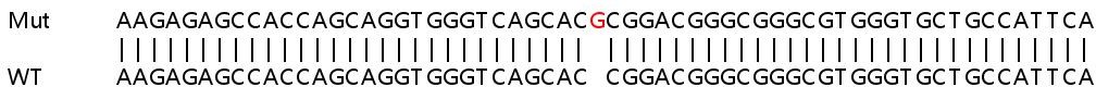 Sanger Sequencing - Human SLC52A2 (GPR172A/PAR1) knockout HeLa cell line (AB265411), expandable thumbnail
