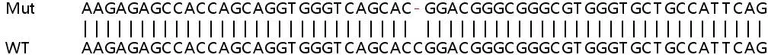 Sanger Sequencing - Human SLC52A2 (GPR172A/PAR1) knockout HeLa cell line (AB265411)