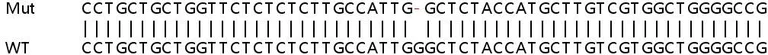 Sanger Sequencing - Human SLC5A6 knockout HEK-293T cell lysate (AB259139)