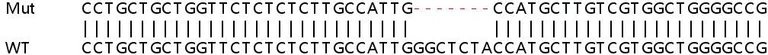 Sanger Sequencing - Human SLC5A6 knockout HEK-293T cell lysate (AB259139)