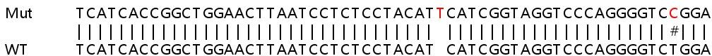 Sanger Sequencing - Human SLC7A1 (CAT1) knockout HEK-293T cell line (AB266234), expandable thumbnail