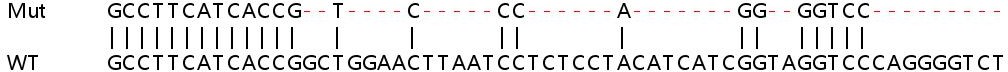 Sanger Sequencing - Human SLC7A1 (CAT1) knockout HEK-293T cell line (AB266234), expandable thumbnail
