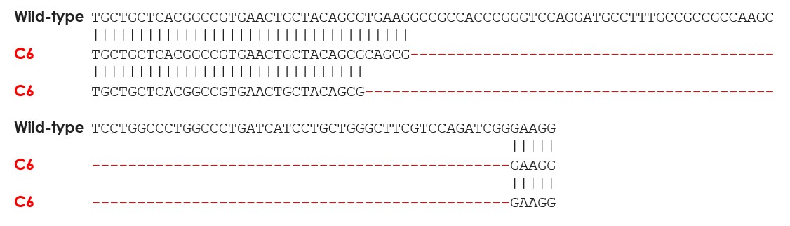 Sanger Sequencing - Human SLC7A5 knockout HEK-293 cell line (AB288697), expandable thumbnail