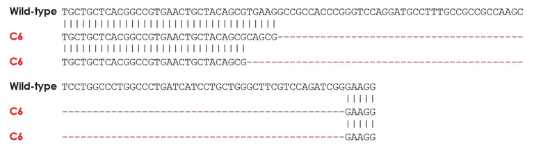 Sanger Sequencing - Human SLC7A5 knockout HEK-293 cell line (AB288697)