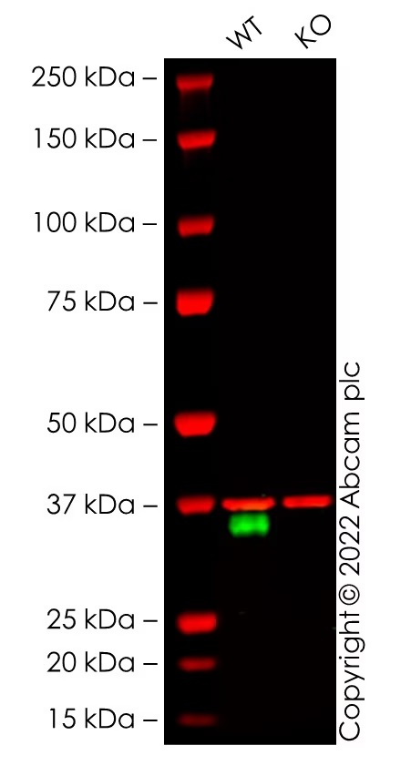 Western blot - Human SLC7A5 knockout HEK-293 cell line (AB288697), expandable thumbnail