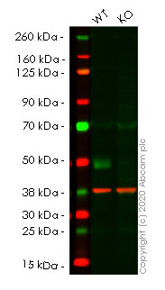 Western blot - Human SLC9A3R1 (EBP50/NHERF-1) knockout HCT116 cell lysate (AB257281)