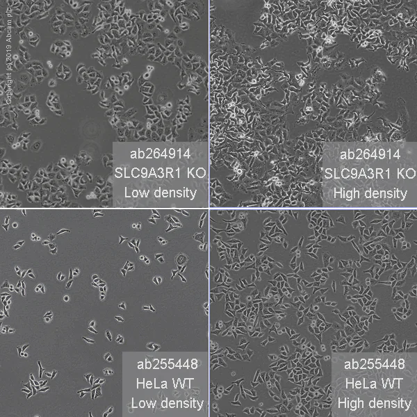 Cell Culture - Human SLC9A3R1 (EBP50/NHERF-1) knockout HeLa cell line (AB264914)
