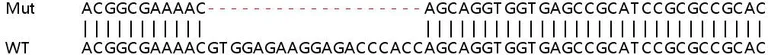Sanger Sequencing - Human SLC9A3R1 (EBP50/NHERF-1) knockout HeLa cell lysate (AB257280)