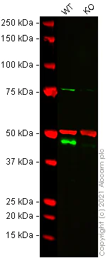 Western blot - Human SLC9A3R1 (EBP50/NHERF-1) knockout HeLa cell lysate (AB257280)
