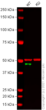 Human SLC9A3R1 (EBP50/NHERF-1) knockout HeLa cell lysate