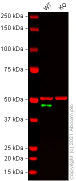 Western blot - Human SLC9A3R1 (EBP50/NHERF-1) knockout HeLa cell lysate (AB257280)