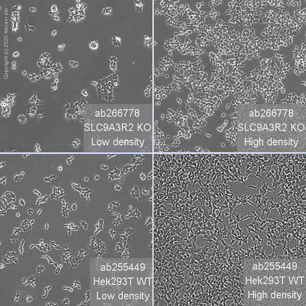 Cell Culture - Human SLC9A3R2 (NHERF-2/SIP-1) knockout HEK-293T cell line (AB266778)