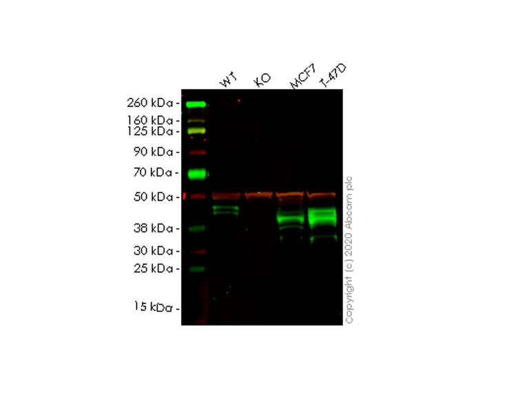 Western blot - Human SLC9A3R2 (NHERF-2/SIP-1) knockout HEK-293T cell line (AB266778)