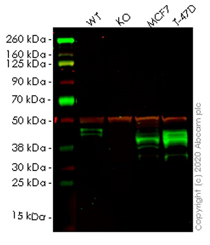 Western blot - Human SLC9A3R2 (NHERF-2/SIP-1) knockout HEK-293T cell lysate (AB258685), expandable thumbnail