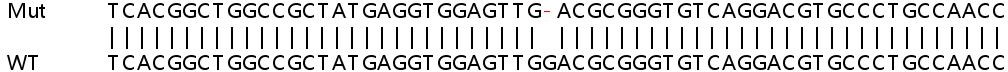 Sanger Sequencing - Human SLCO4A1 knockout HeLa cell line (AB265807), expandable thumbnail