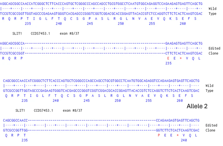 Next Generation Sequencing - Human SLIT1 knockout Jurkat cell line (AB326615)