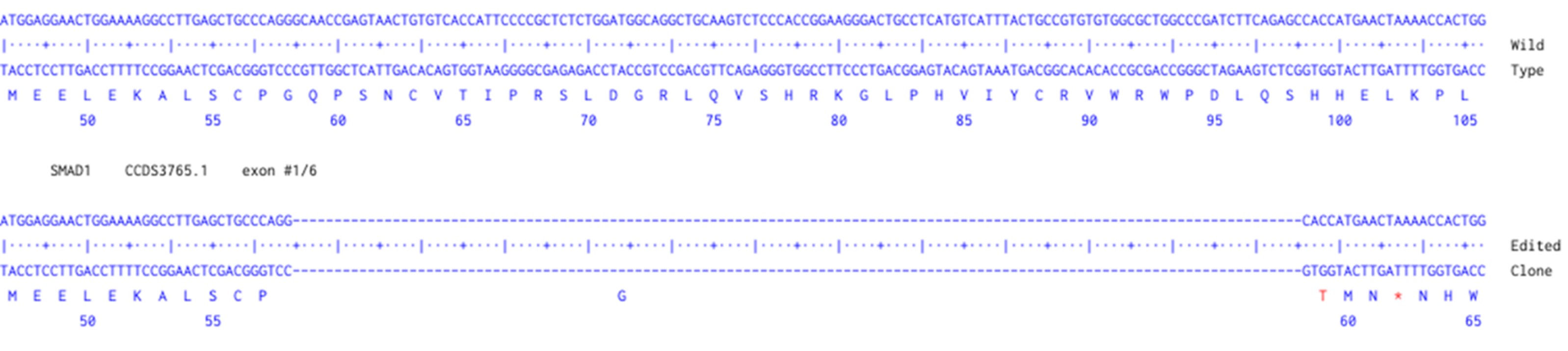 Next Generation Sequencing - Human SMAD1 knockout A549 cell line (AB277886), expandable thumbnail