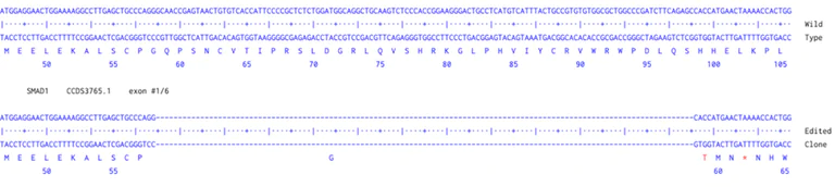 Next Generation Sequencing - Human SMAD1 knockout A549 cell line (AB277886)