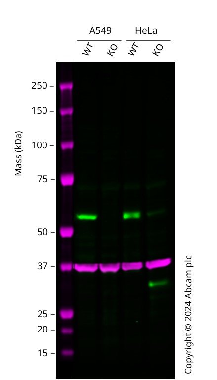 Western blot - Human SMAD1 knockout A549 cell line (AB277886), expandable thumbnail