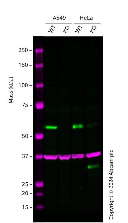 Western blot - Human SMAD1 knockout A549 cell line (AB277886)